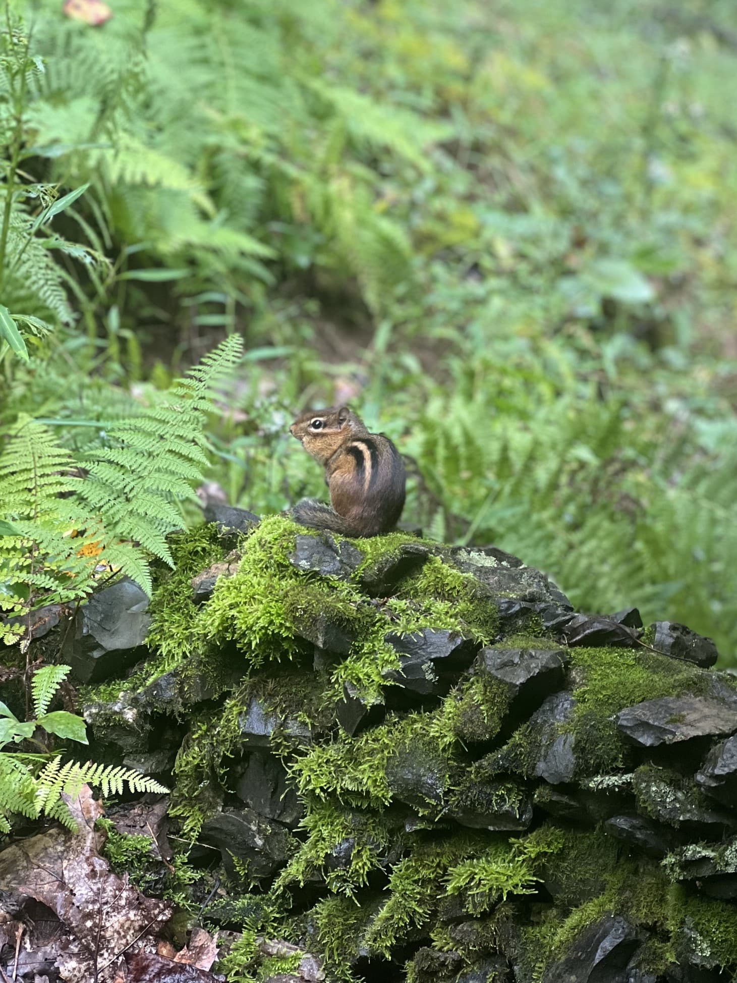 A chipmunk sits on a moss-covered stone in a lush, green forest.