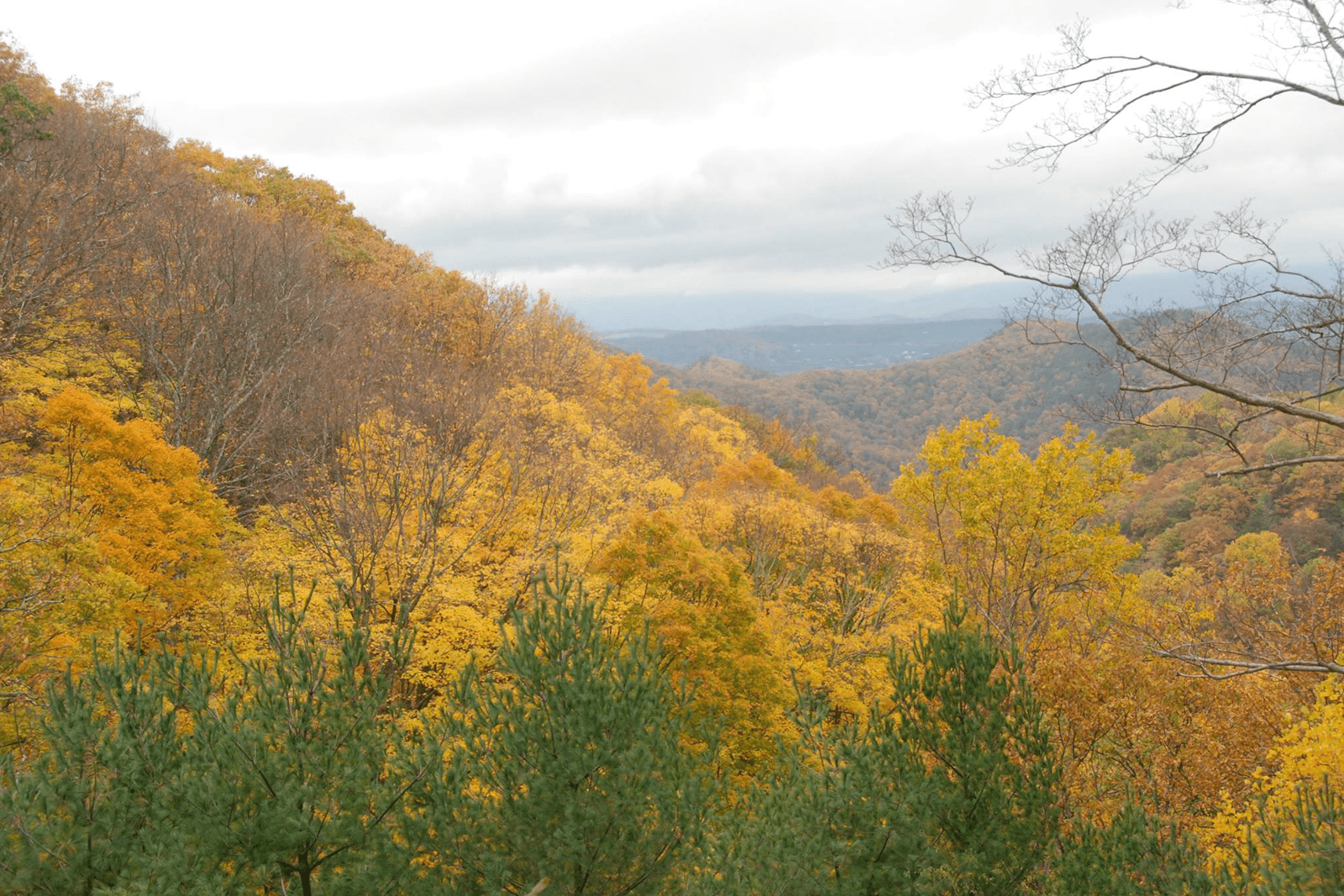 Fall foliage and a cloudy sky