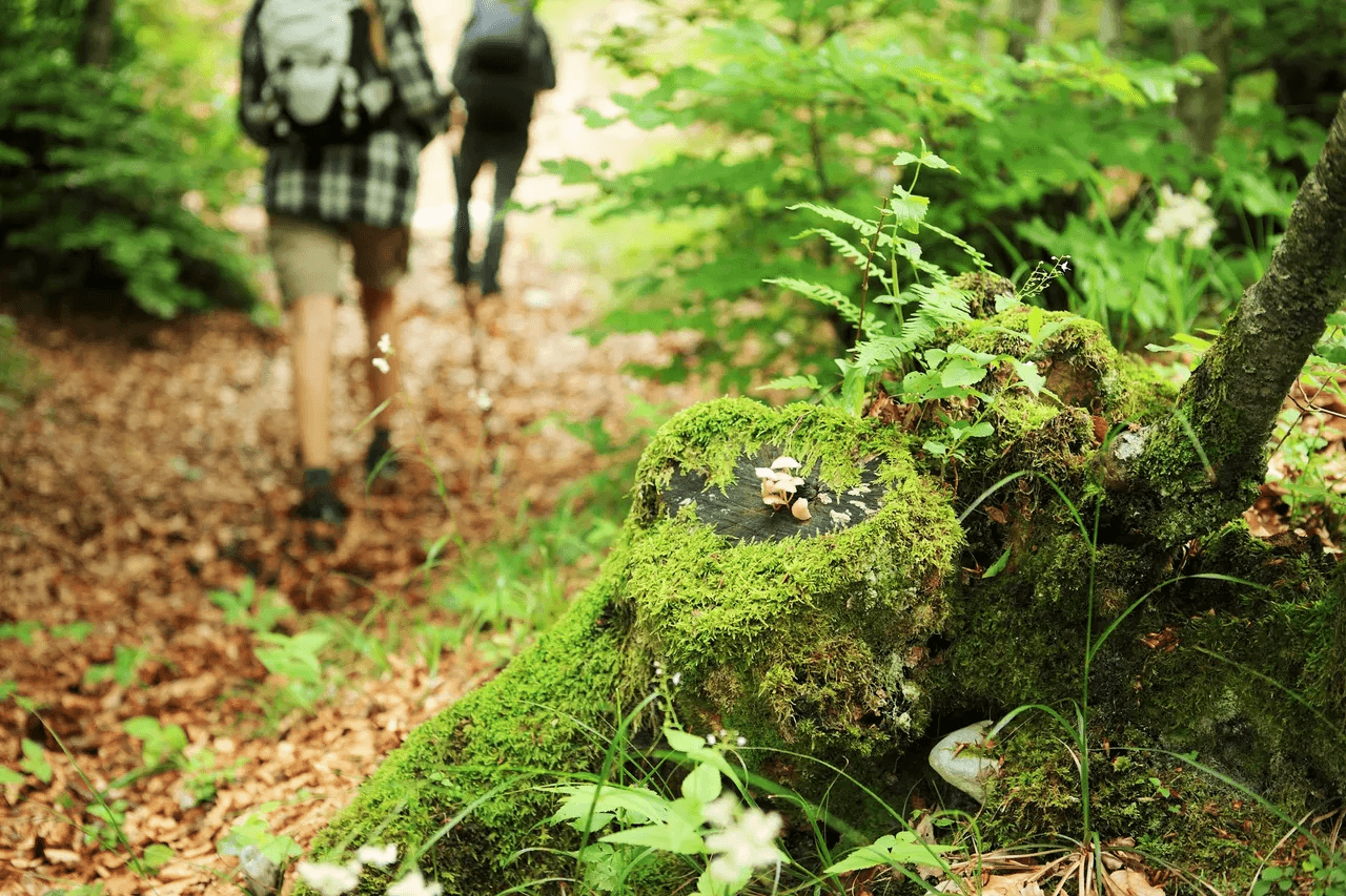 Two hikers walk along a forest trail past a moss-covered tree stump. Two hikers walk along a forest trail past a moss-covered tree stump.