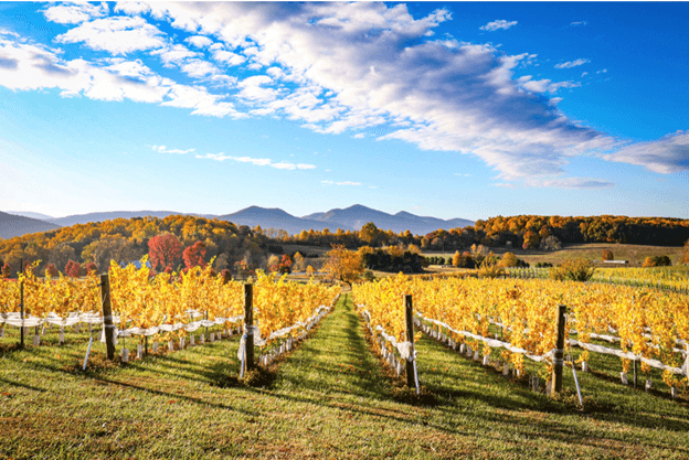 A picturesque vineyard with golden grapevines and rolling hills under a blue sky filled with clouds.