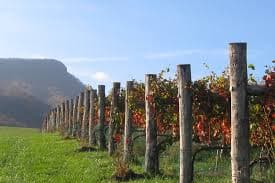 A row of grapevines bordered by wooden posts under a clear blue sky.