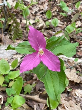 pink lady slipper
