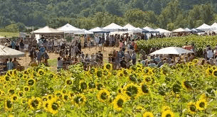 picture of sunflowers in fields and tents with vendors set up and people walking around