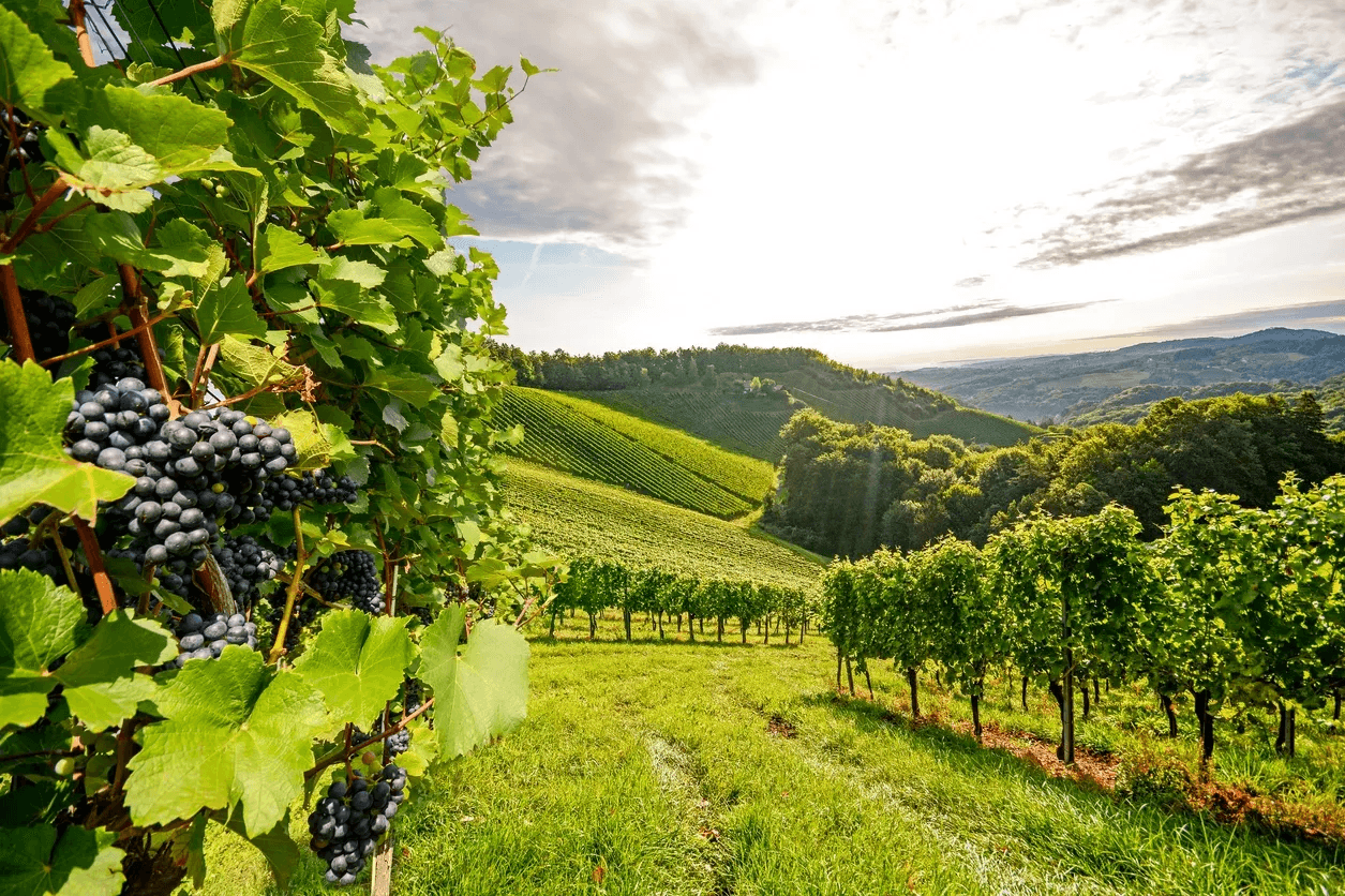 wine grapes in a vineyard